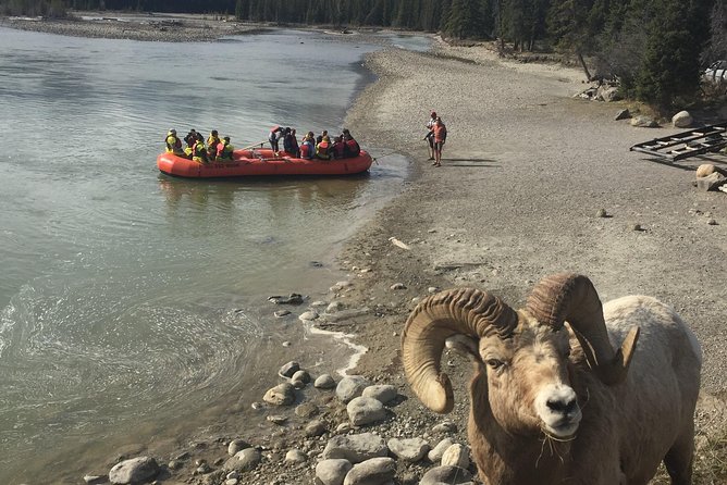 Athabasca River Easy Scenic Raft Trip - Why the guides matter so much