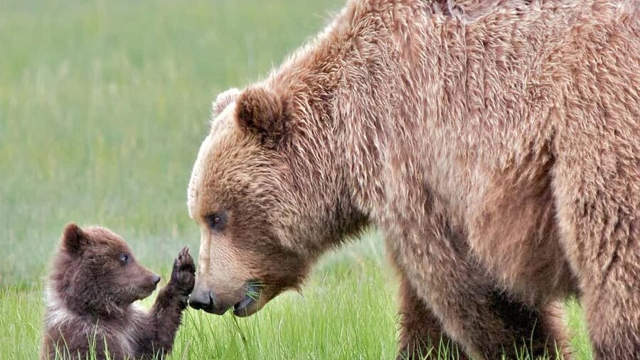 Banff/Canmore Moraine Lake & Lake Louise-Hike/Canoe/Sightsee - Wildlife viewing adds a welcome surprise