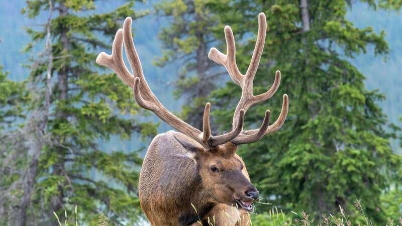 Banff/Canmore- Moraine Lake & Louise-Morning or Sunset Tour - Who will get the most from this $130 outing