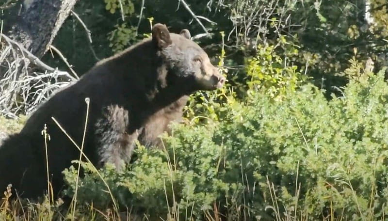 Banff: Evening Wildlife Safari Guided Tour - Key points to know before you book