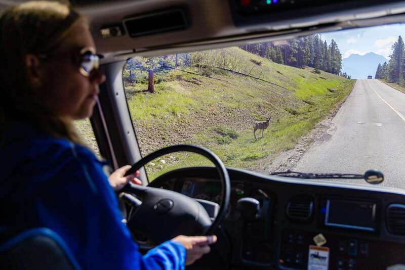 Banff: Evening Wildlife Safari Guided Tour - Why an evening safari works well in Banff