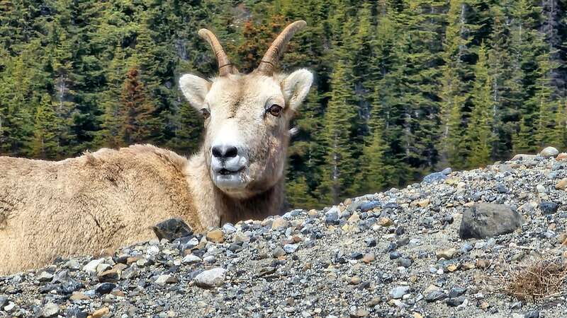 Banff: Evening Wildlife Safari Guided Tour - The scenery is more than a backdrop