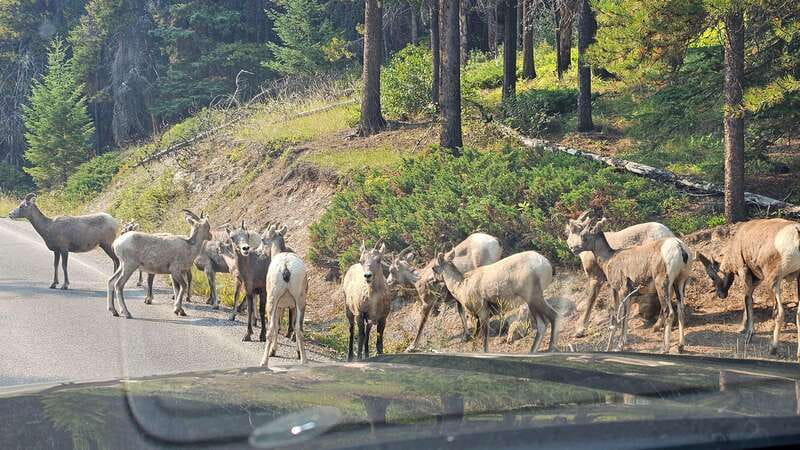 Banff: Evening Wildlife Safari Guided Tour - Why the guide can make or break the experience