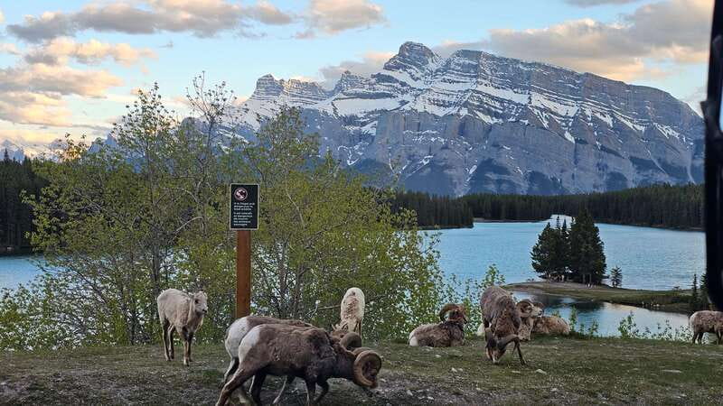 Banff: Evening Wildlife Safari Guided Tour - Conservation is the heart of the outing