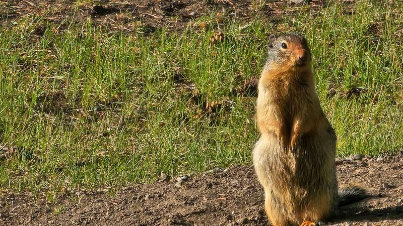 Banff: Evening Wildlife Safari Guided Tour - Best seasons and evening conditions