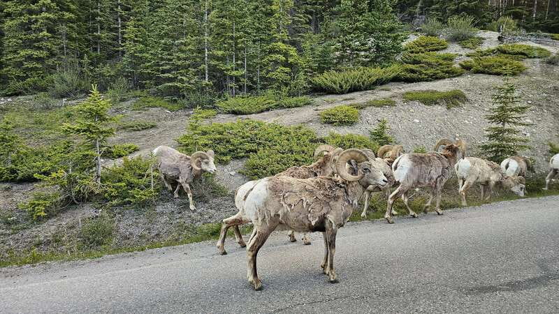 Banff: Evening Wildlife Safari Guided Tour - Who should book this safari?