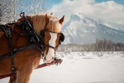 Family Friendly Horse-Drawn Sleigh Ride