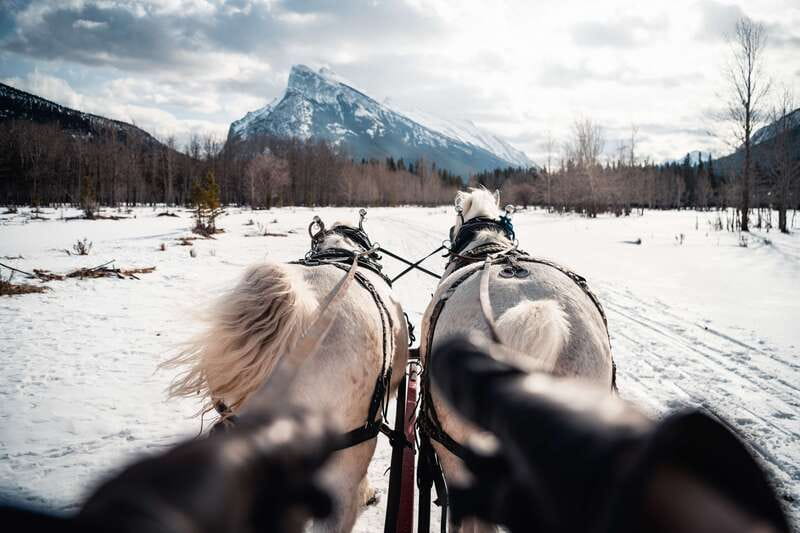 Banff: Family Friendly Horse-Drawn Sleigh Ride - Who will enjoy this most?
