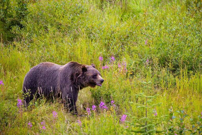 Banff: Grizzly Bear Refuge Tour with Lunch - Meeting Boo at the Kicking Horse Grizzly Bear Refuge
