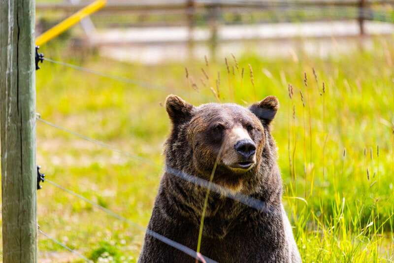 Banff: Grizzly Bear Refuge Tour with Lunch - The Morning Pickup From Banff