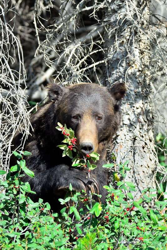 Banff: Guided Nature Walk with Bear Country Safety Tips - What happens during the two-hour walk