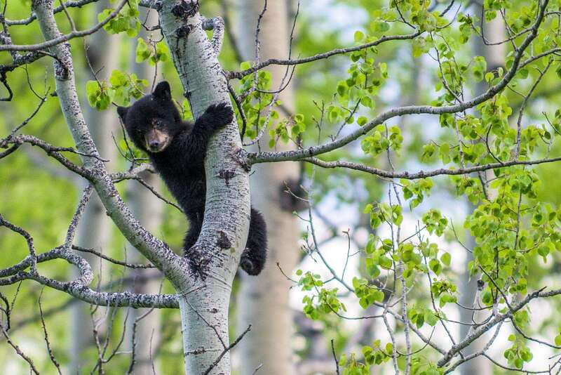 Banff: Guided Nature Walk with Bear Country Safety Tips - Guides who adjust to the group