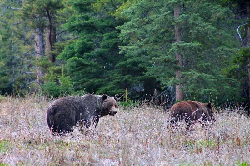 Banff: Guided Nature Walk with Bear Country Safety Tips - Wildlife stories without the promise of a bear sighting