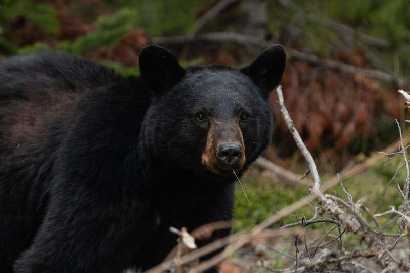 Banff: Guided Nature Walk with Bear Country Safety Tips - What the $65 price includes