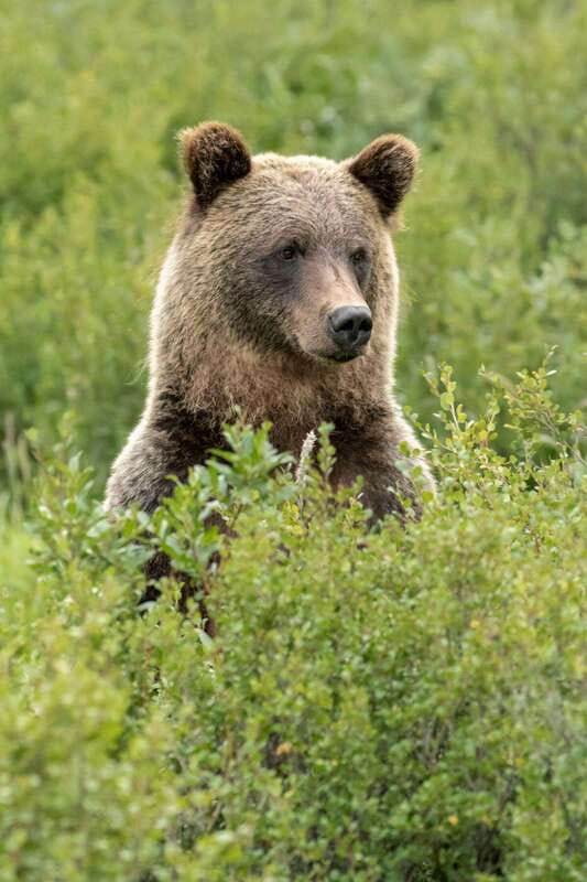 Banff: Guided Nature Walk with Bear Country Safety Tips - Who will enjoy this experience most