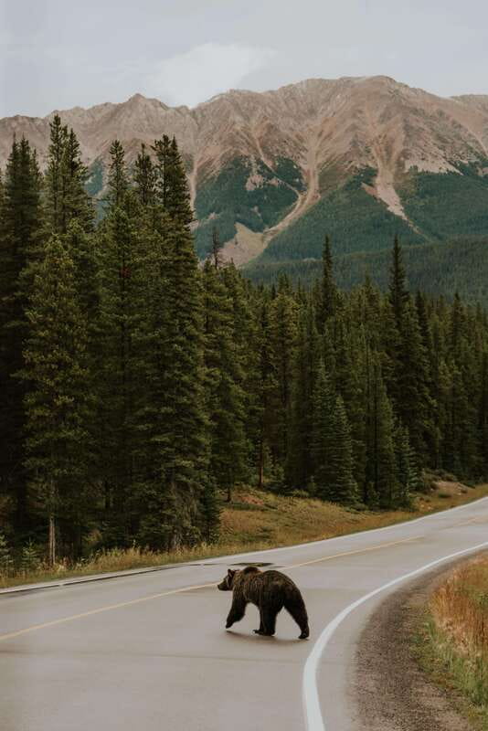 Banff: Guided Nature Walk with Bear Country Safety Tips - Timing, language, and booking flexibility