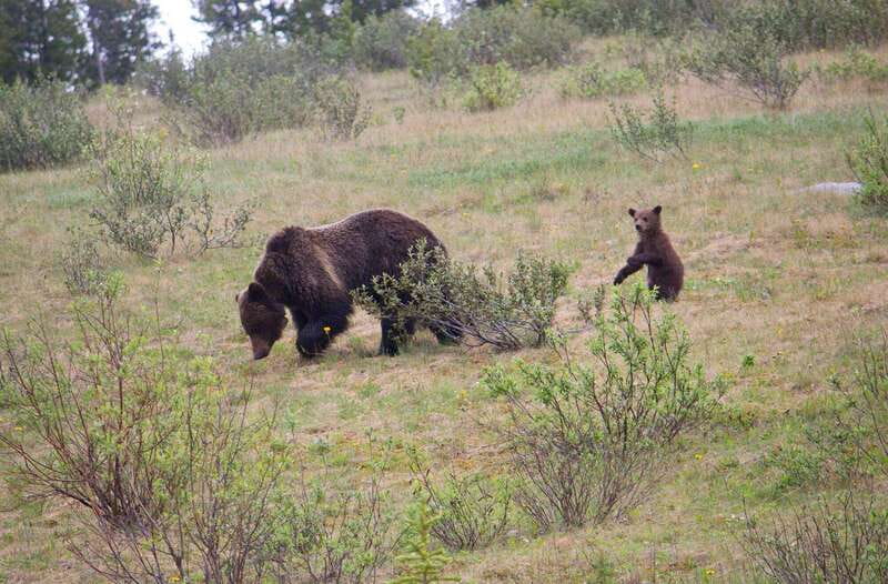Banff: Guided Nature Walk with Bear Country Safety Tips - Starting at Cave and Basin National Historic Site