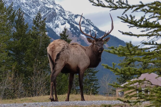 Banff Highlights & Wildlife | Award-Winning Small Group Adventure - Wildlife odds, timing, and what you might see