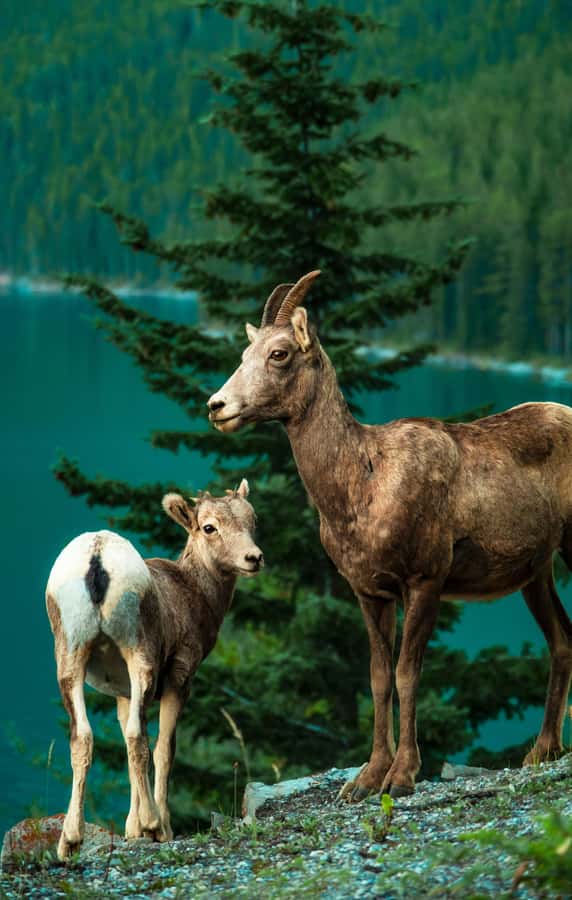 Banff: Lake Louise,Lake Minnewanka,Emerald Lake & Banff Town - Johnston Canyon gives you the day’s best walk
