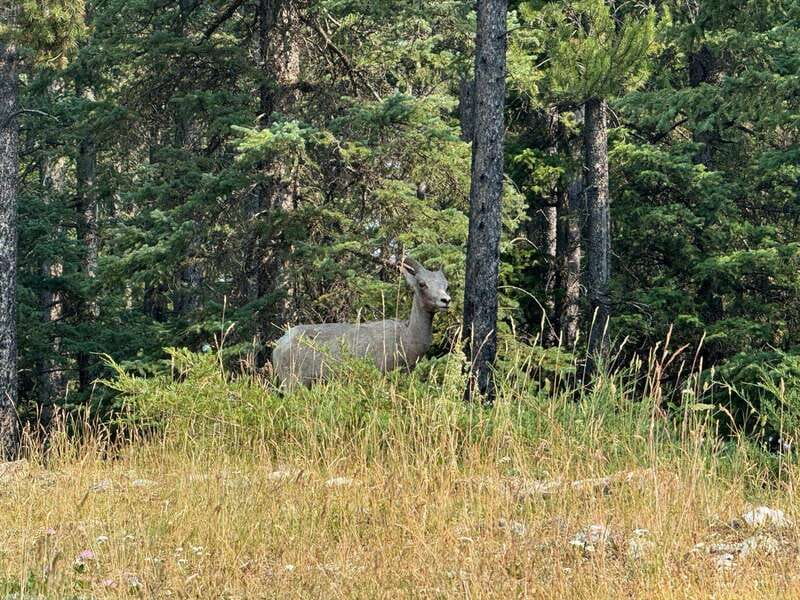 Banff: Lake Louise, Moraine, Emerald Lake & Johnston Canyon - One packed day through Banff National Park