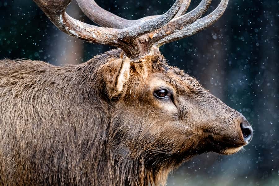 Banff National Park: Hop-On-Hop-Off Bus Day-Pass - The Bow Valley Parkway wildlife ride