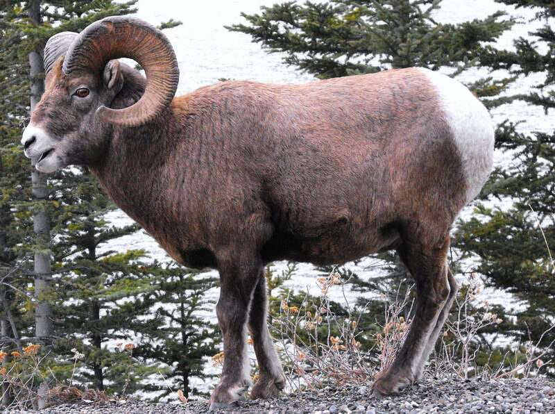 Banff PRIVATE Guided Nature Walk + Transportation - 2.5H - Key details before you book