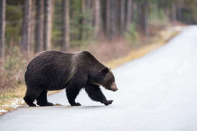 Banff PRIVATE Guided Nature Walk + Transportation - 2.5H - Who should book this Banff experience?