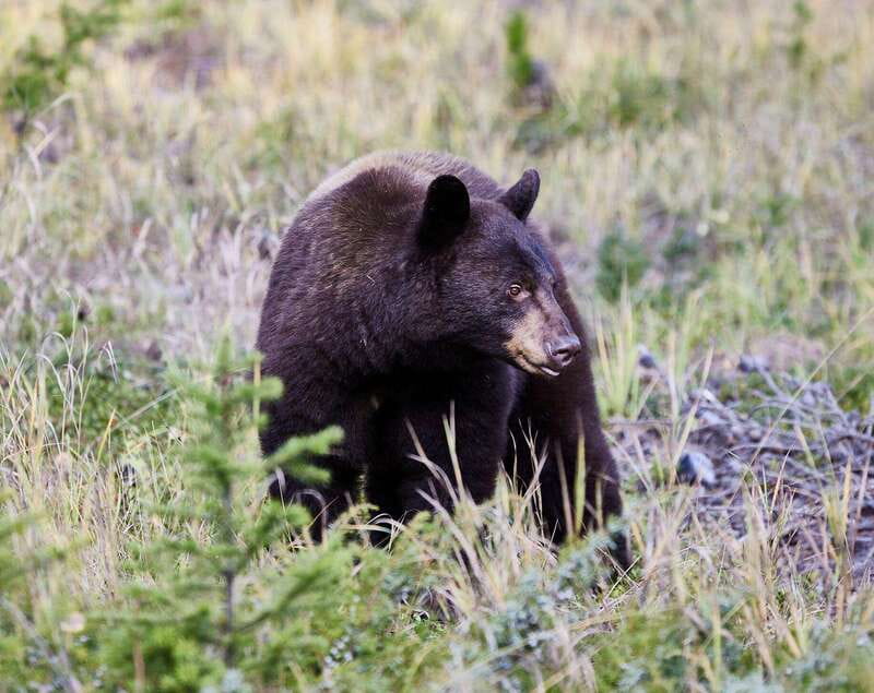 Banff PRIVATE Guided Nature Walk + Transportation - 2.5H - Why this short private walk works well