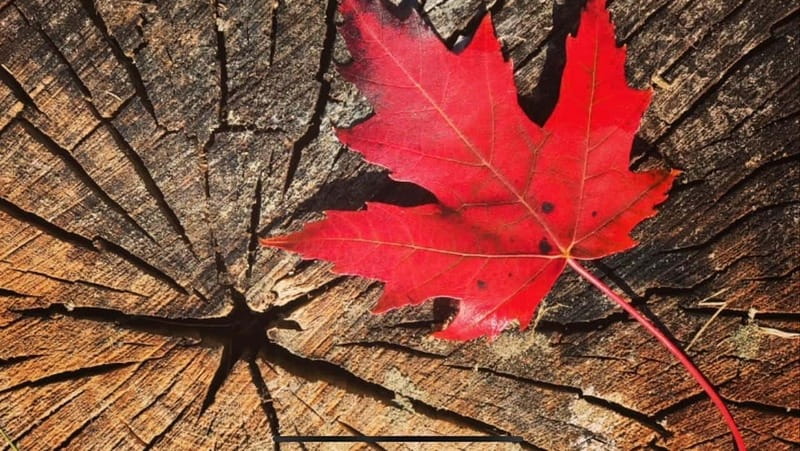 Banff Town: Guided Town Walking Tour with Snack - What this Banff walking tour is really about