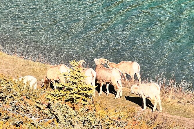 Banff Town ,Lake Louise, Moraine , Emerald & Johnston Canyon Tour - Guides, driving, and the human side of the tour