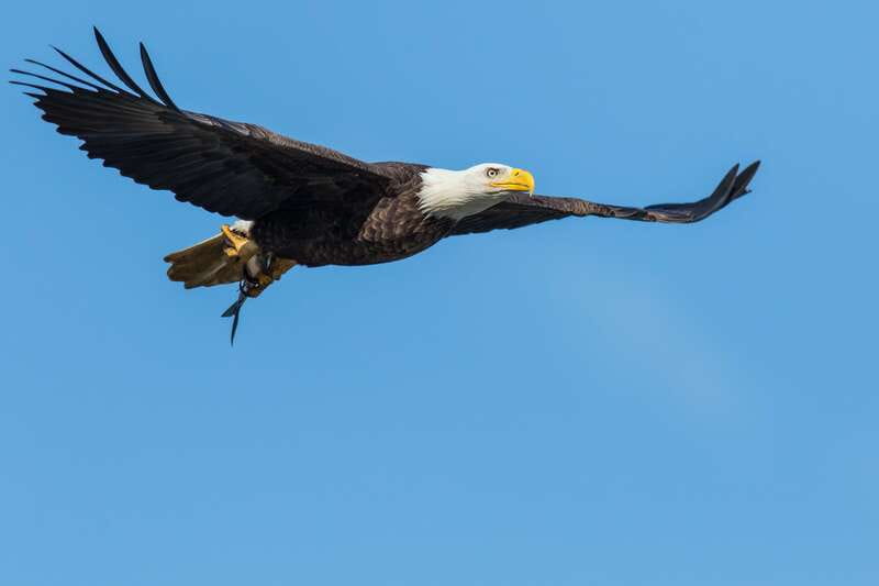 Banff: Wildlife on the Bow River Big Canoe Tour - What you might see along the banks
