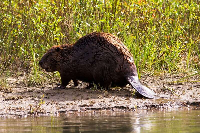Banff: Wildlife on the Bow River Big Canoe Tour - How the evening timing changes the mood