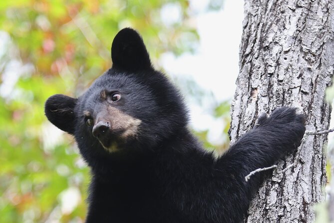 Black Bear viewing and walking at oudoor ctr's Canyon - Key points to know before you book