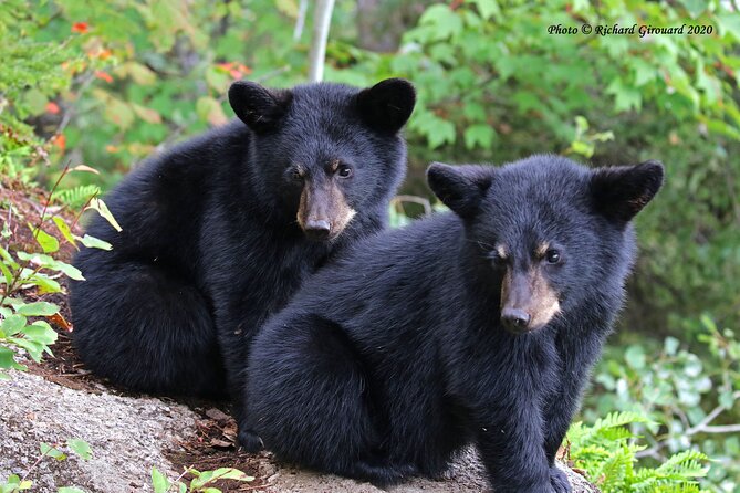 Black Bear viewing and walking at oudoor ctr's Canyon - Walking beside the Rivière à Mars
