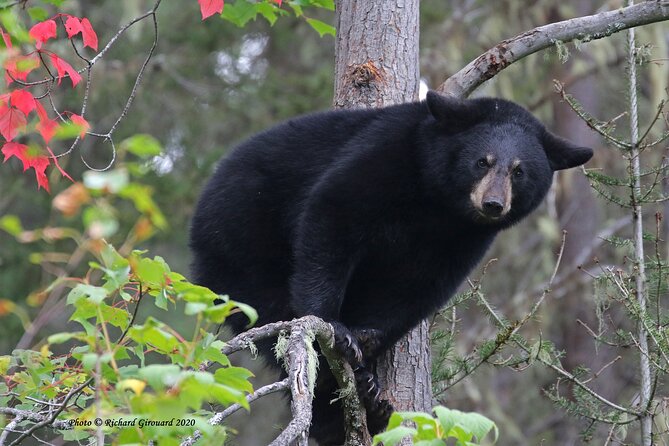 Black Bear viewing and walking at oudoor ctr's Canyon - The guides shape the afternoon