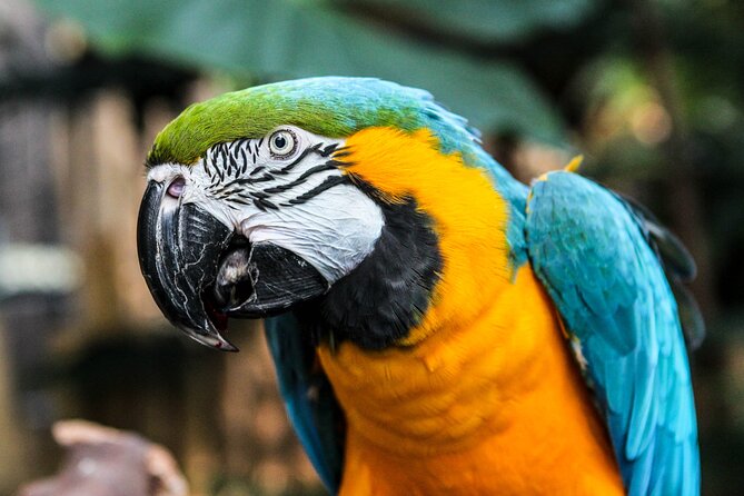 Bloedel Conservatory Admission Ticket - What you see inside the Bloedel dome