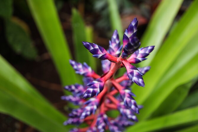 Bloedel Conservatory Admission Ticket - A short visit that works well for families