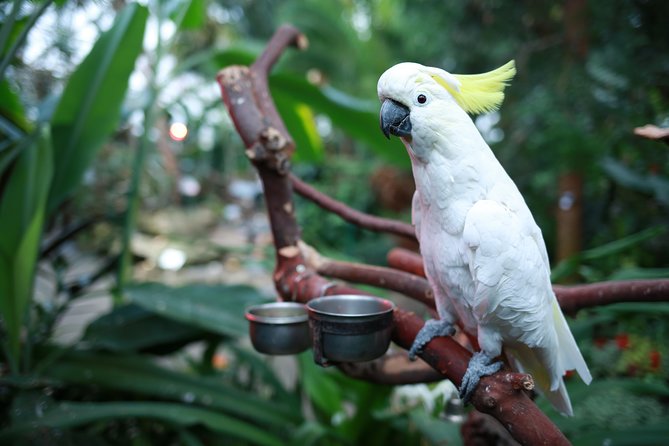 Bloedel Conservatory Admission Ticket - How long should you allow?
