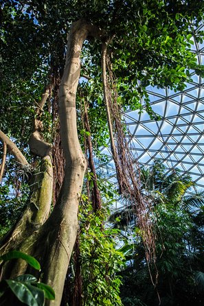 Bloedel Conservatory Admission Ticket - The best weather plan in Vancouver