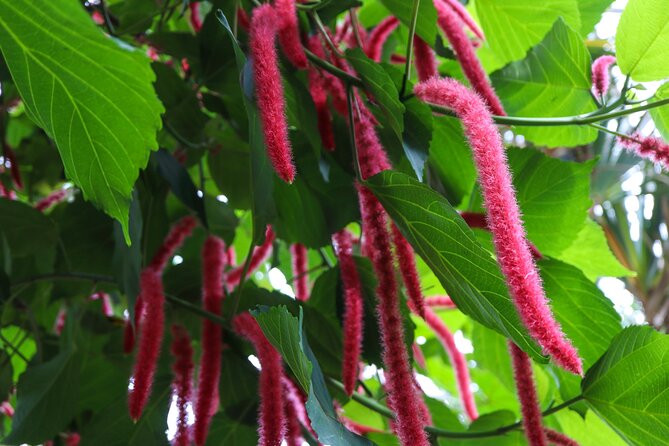 Bloedel Conservatory Admission Ticket - Is the $7.49 ticket good value?
