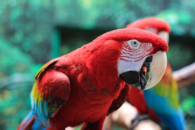 Bloedel Conservatory Admission Ticket - Who will enjoy Bloedel most?