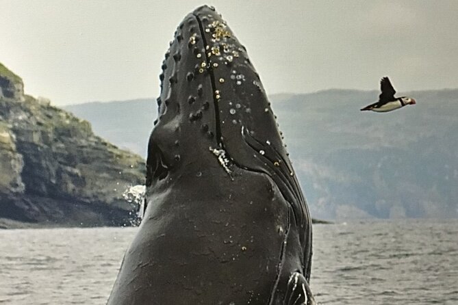 Boat Tours from Quidi Vidi Marina - Whales, Puffins, and Icebergs