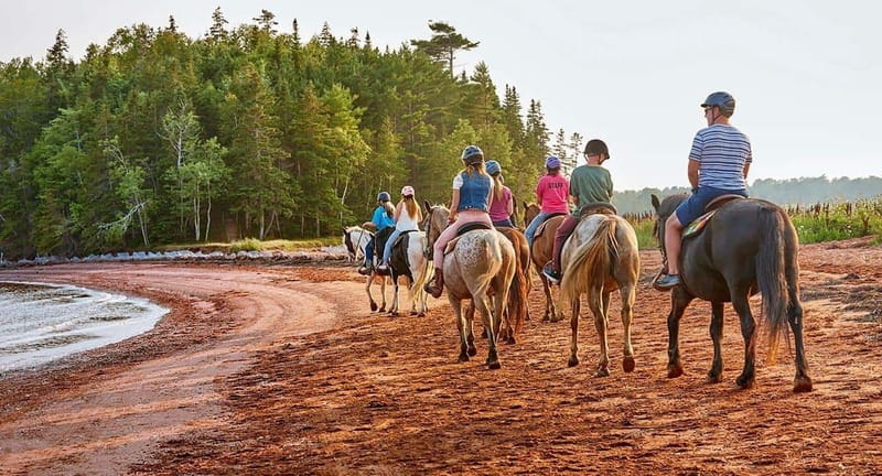 Brudenell: Family-Friendly Horse Ride goes on the Beach - Calm horses make this a good first ride