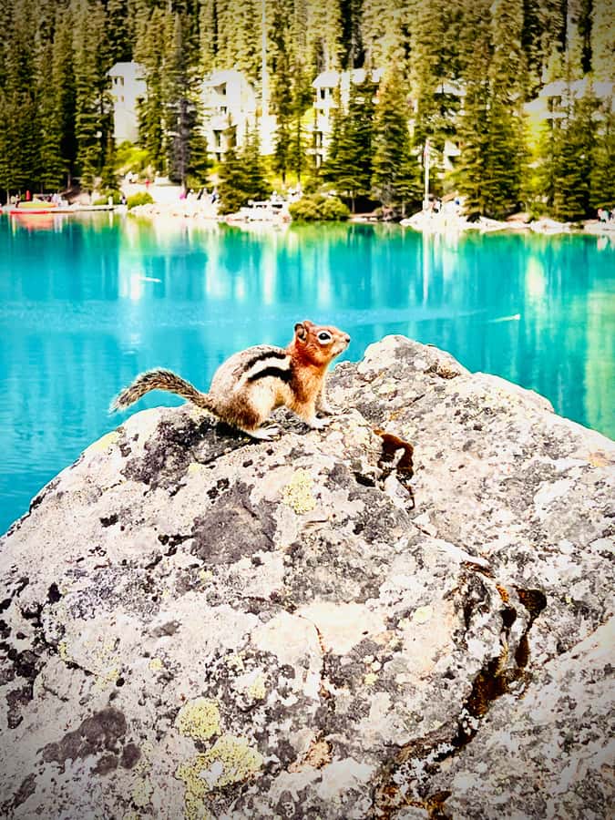 Calgary, Banff: Lake louise , Moraine ,Emerald Lake day Tour - Lake Louise Village allows a practical lunch break