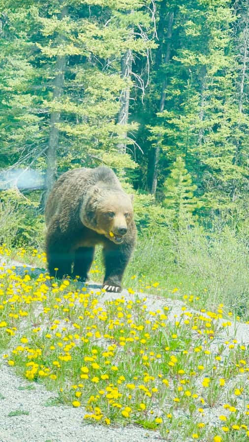 Calgary, Banff: Lake louise , Moraine ,Emerald Lake day Tour - Emerald Lake brings a quieter mood