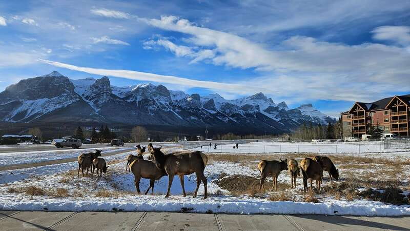 Calgary: Canmore, Banff, Lake Louise - Gondola Included - Banff Avenue gives you 90 minutes to explore