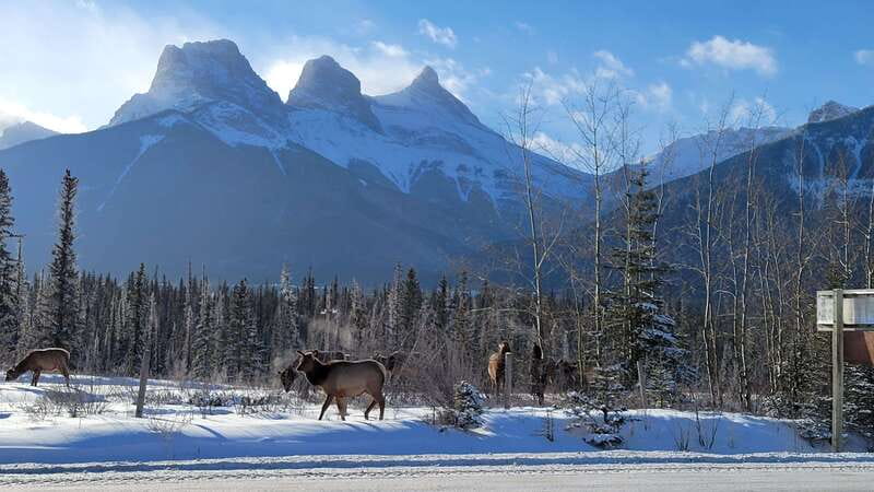 Calgary: Canmore, Banff, Lake Louise - Gondola Included - Lake Louise is the day’s scenic centerpiece