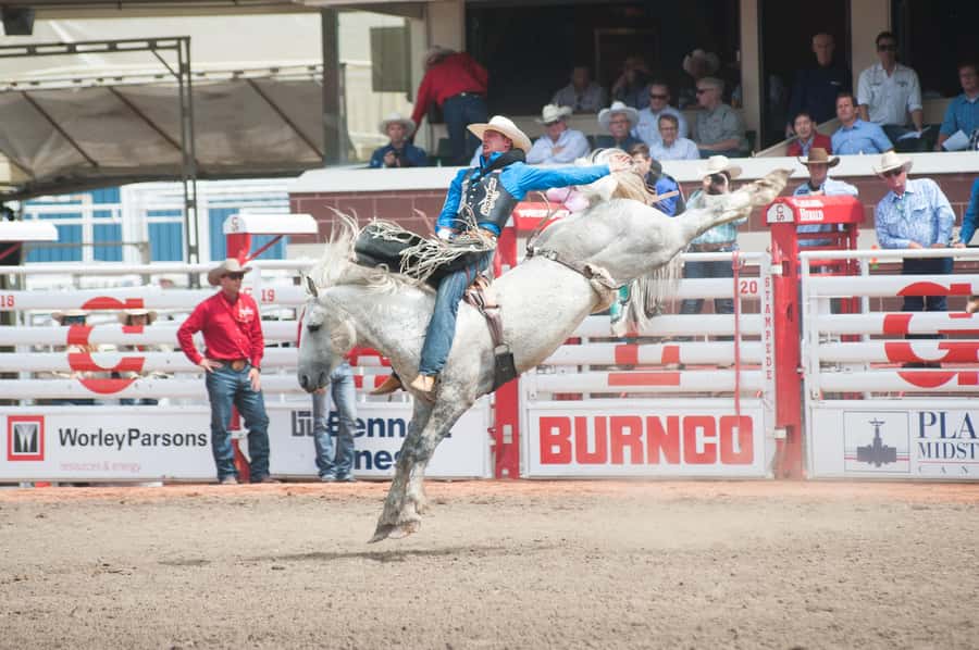 Calgary Stampede Afternoon Rodeo - What happens inside the rodeo program