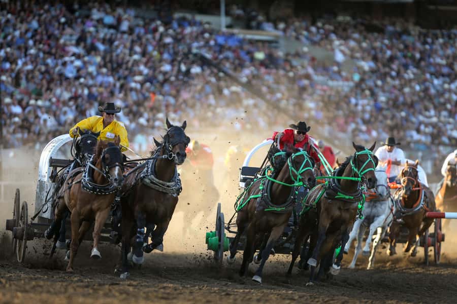 Calgary Stampede Evening Show - Who will enjoy this show most