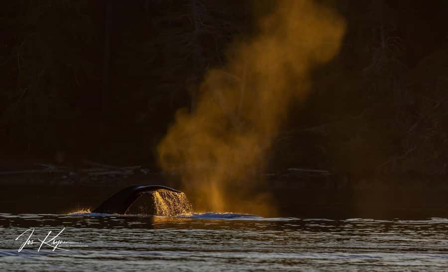Campbell River: 4 Hour Whale & Wildlife Tour by Covered Boat - Who should book this Campbell River tour?